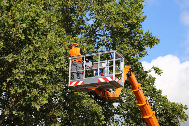 Large Tree Removal in Adrian, MI